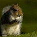 Squirrel 180207